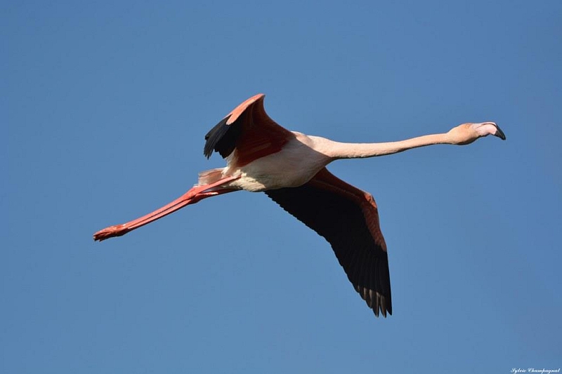 Flamant rose_Camargue .JPG